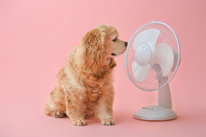 Ventilador